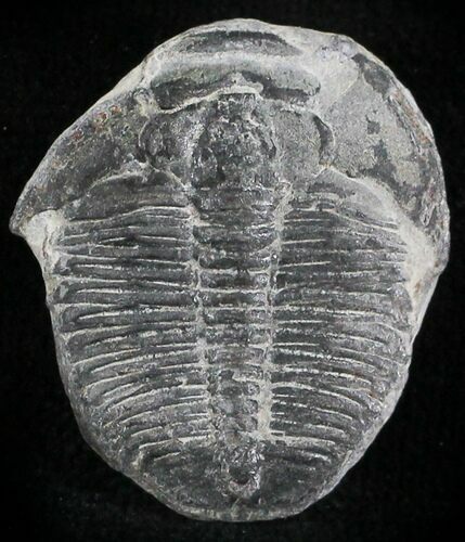 Elrathia Trilobite - Wheeler Shale, Utah #24959